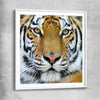 Animal wall art and canvas prints of Majestic Tiger Portrait with white glass front frame