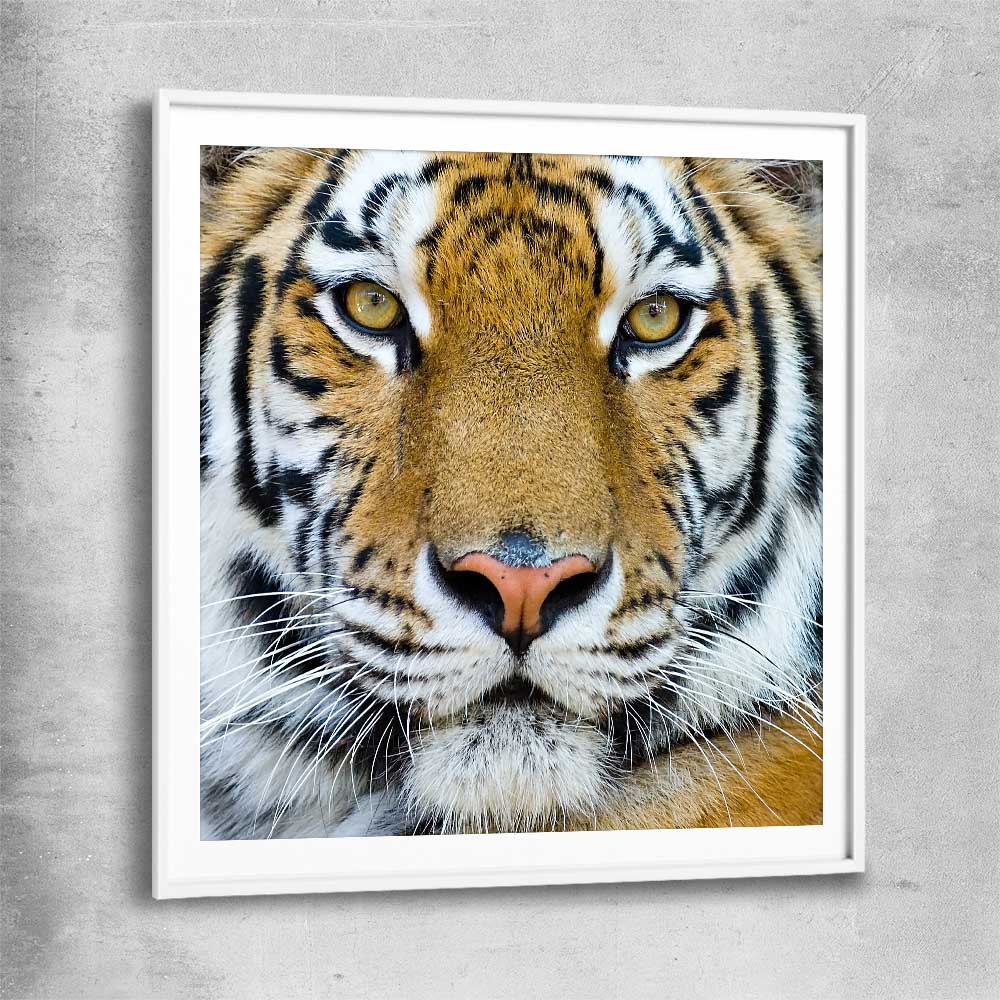 Animal wall art and canvas prints of Majestic Tiger Portrait with white glass front frame