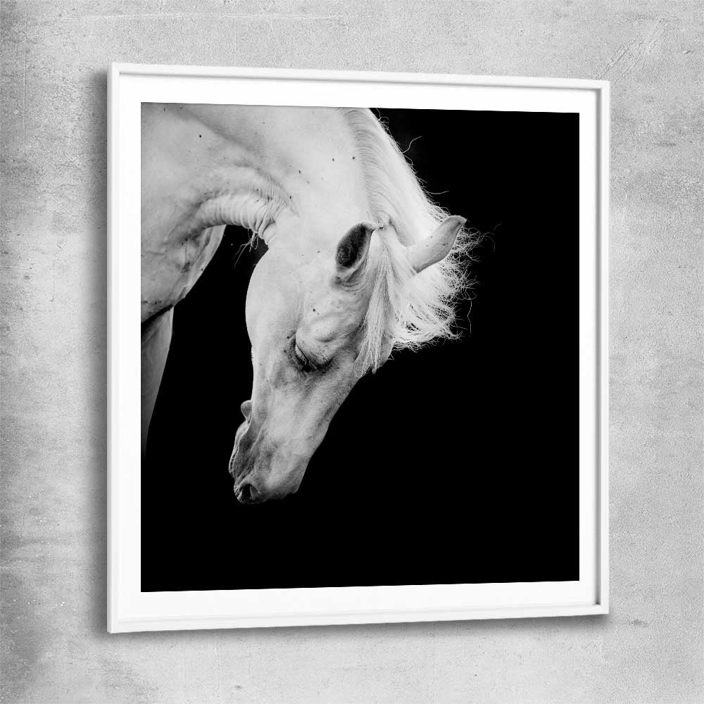 Animal wall art and canvas prints of Midnight White Horse with white glass front frame
