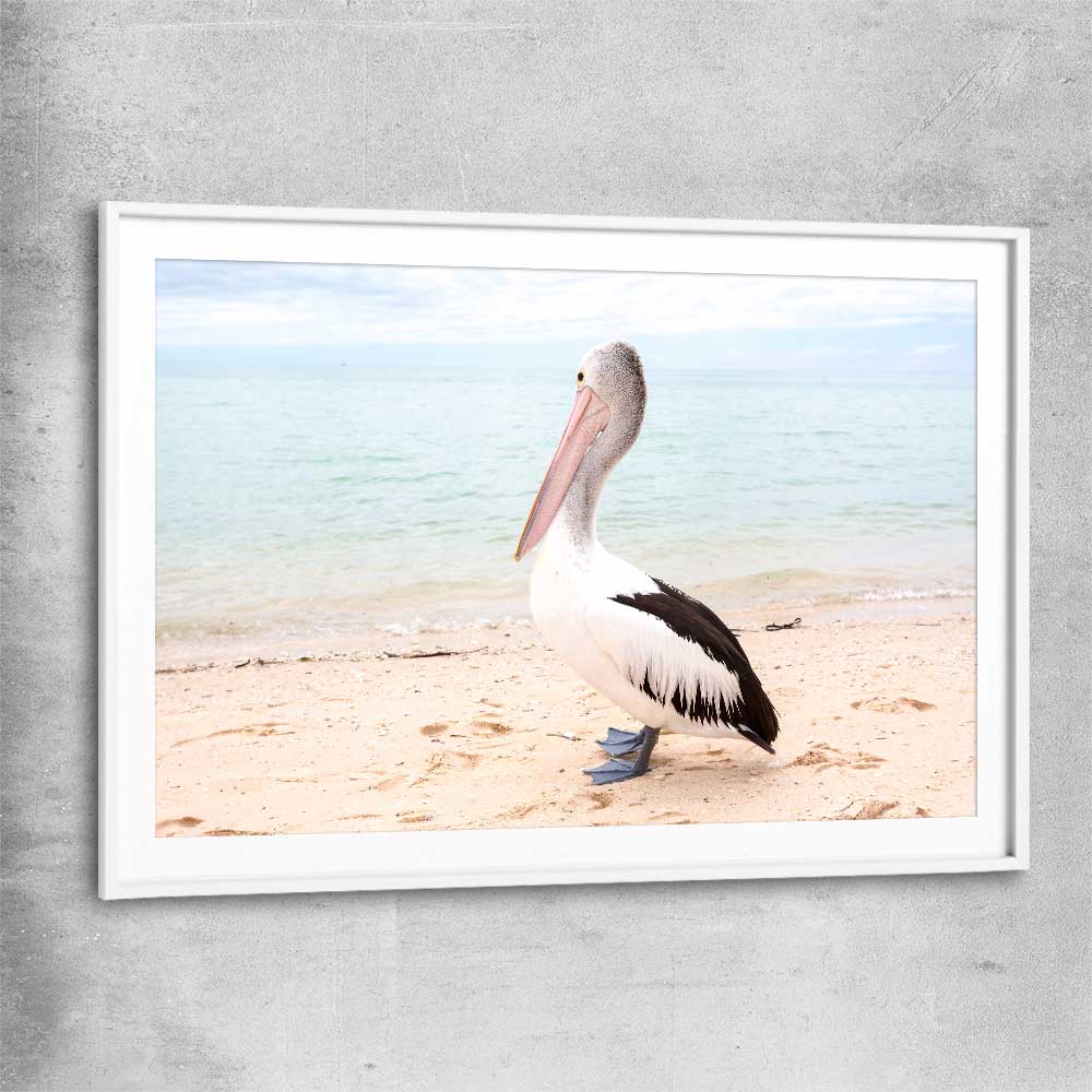 Animal wall art and canvas prints of Monkey Mia Pelican with white glass front frame