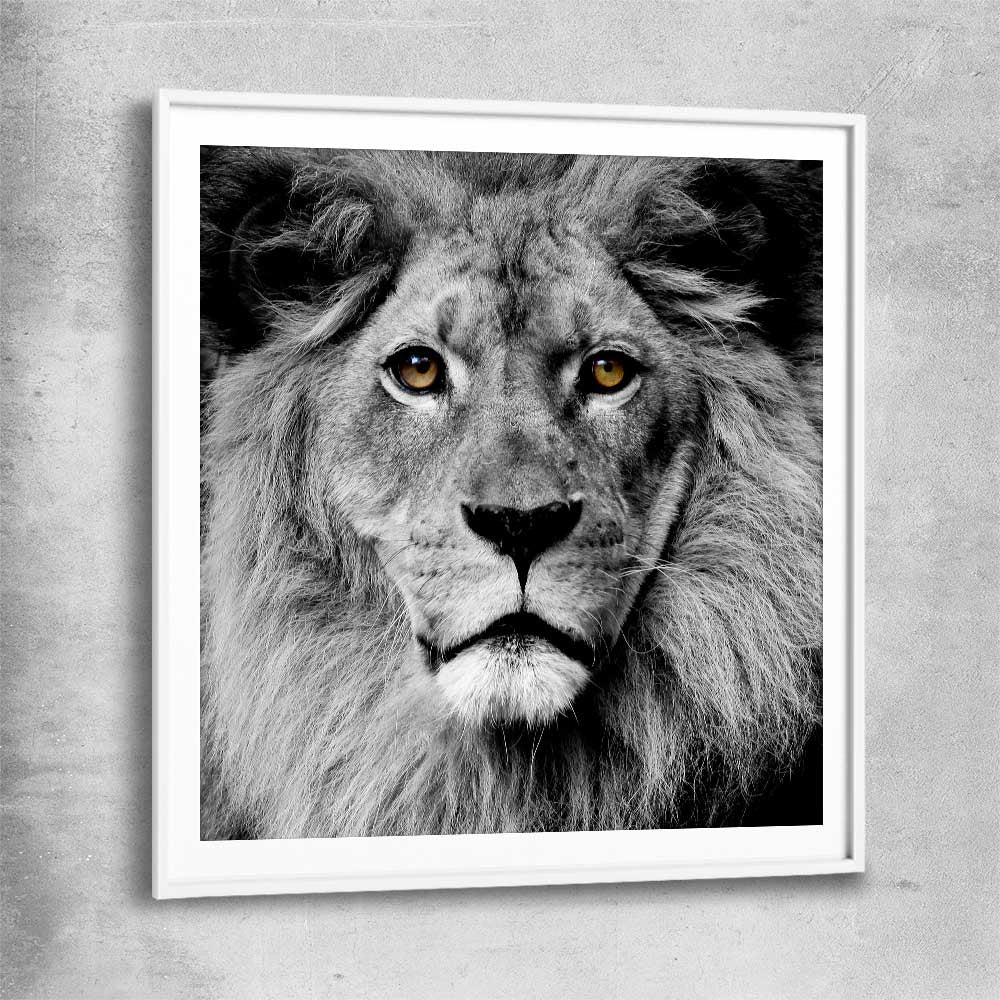 Animal wall art and canvas prints of Noble Lion Portrait with white glass front frame