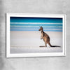 Animal wall art and canvas prints of Ocean Kangaroo Edge with white glass front frame