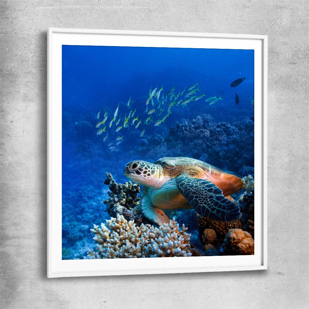 Animal wall art and canvas prints of Ocean Turtle Reef with white glass front frame
