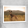 Animal wall art and canvas prints of Outback Kangaroo with white glass front frame