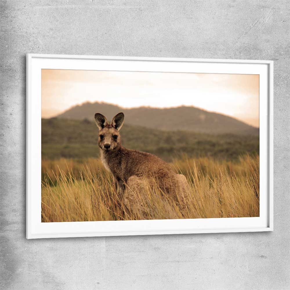 Animal wall art and canvas prints of Outback Kangaroo with white glass front frame