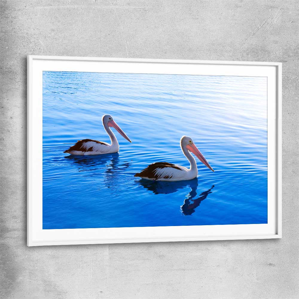 Animal wall art and canvas prints of Pelican Blue Waters with white glass front frame