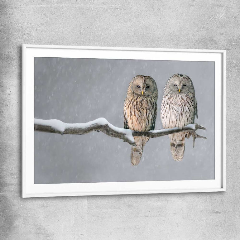 Animal wall art and canvas prints of Perched Owls with white glass front frame