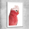 Animal wall art and canvas prints of Pink Cockatoo with white glass front frame
