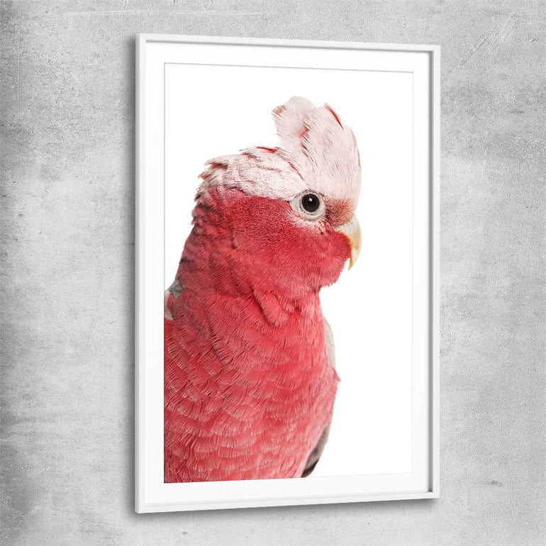 Animal wall art and canvas prints of Pink Cockatoo with white glass front frame