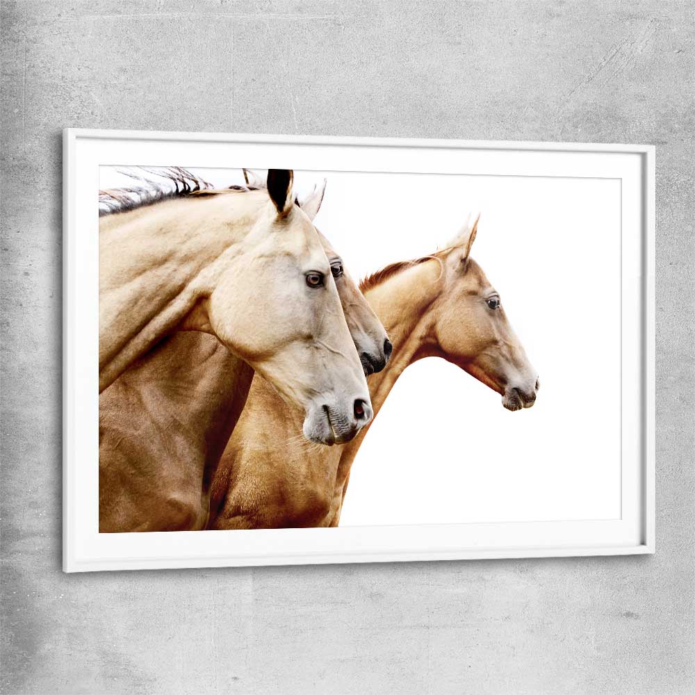 Animal wall art and canvas prints of Purebred Horse Pair with white glass front frame