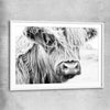 Animal wall art and canvas prints of Quiet Highland Cow with white glass front frame