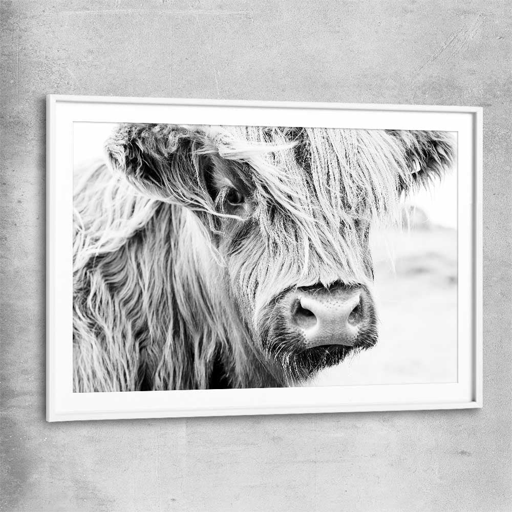 Animal wall art and canvas prints of Quiet Highland Cow with white glass front frame