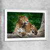 Animal wall art and canvas prints of Resting Leopard with white glass front frame