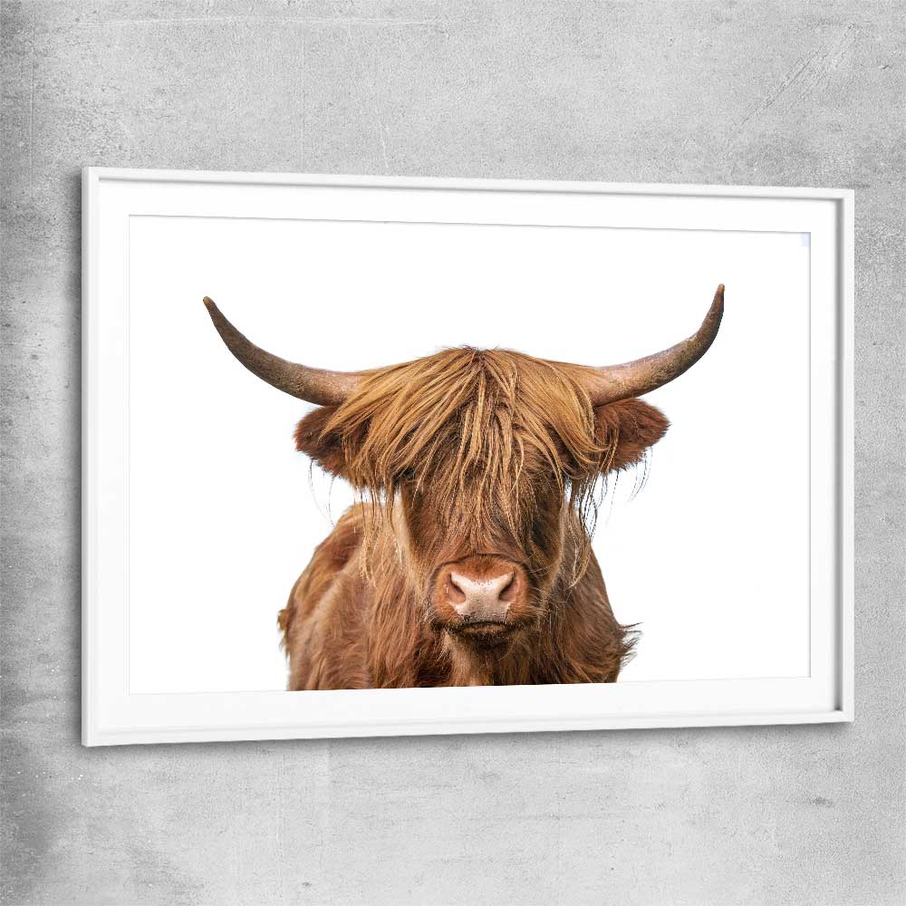 Animal wall art and canvas prints of Rustic Highland Cow with white glass front frame