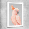 Animal wall art and canvas prints of Salmon-crested Cockatoo with white glass front frame