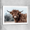 Animal wall art and canvas prints of Scottish Highland with white glass front frame
