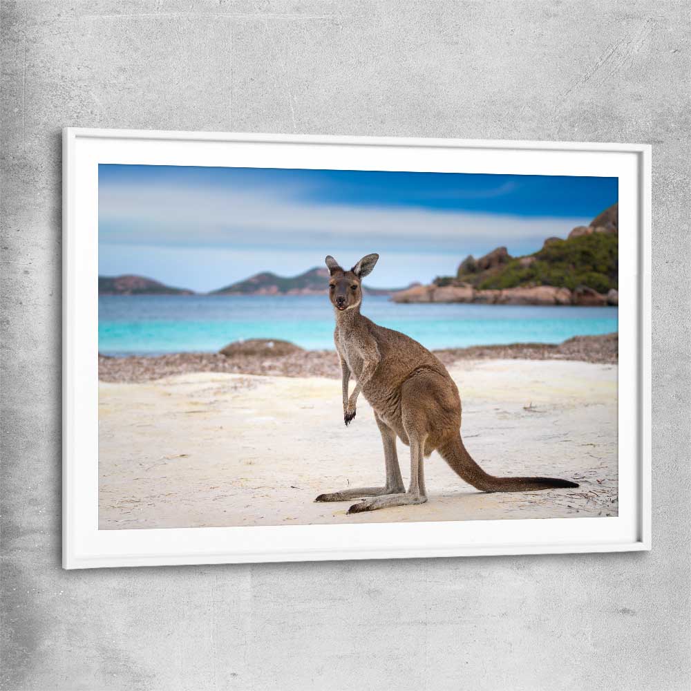 Animal wall art and canvas prints of Shoreline Kangaroo with white glass front frame