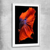 Animal wall art and canvas prints of Siamese Fighter with white glass front frame