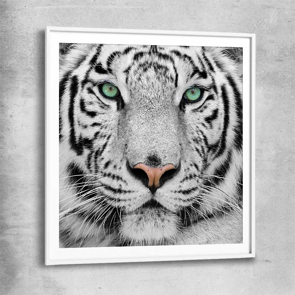 Animal wall art and canvas prints of Silent White Tiger with white glass front frame