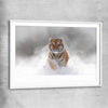Animal wall art and canvas prints of Snow Tiger Charge with white glass front frame