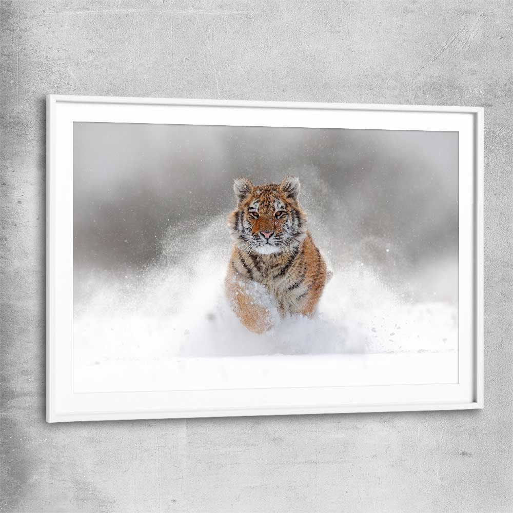 Animal wall art and canvas prints of Snow Tiger Charge with white glass front frame