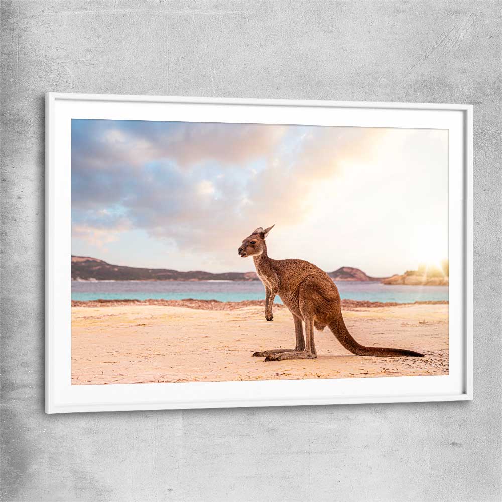 Animal wall art and canvas prints of Sunset Kangaroo Walk with white glass front frame