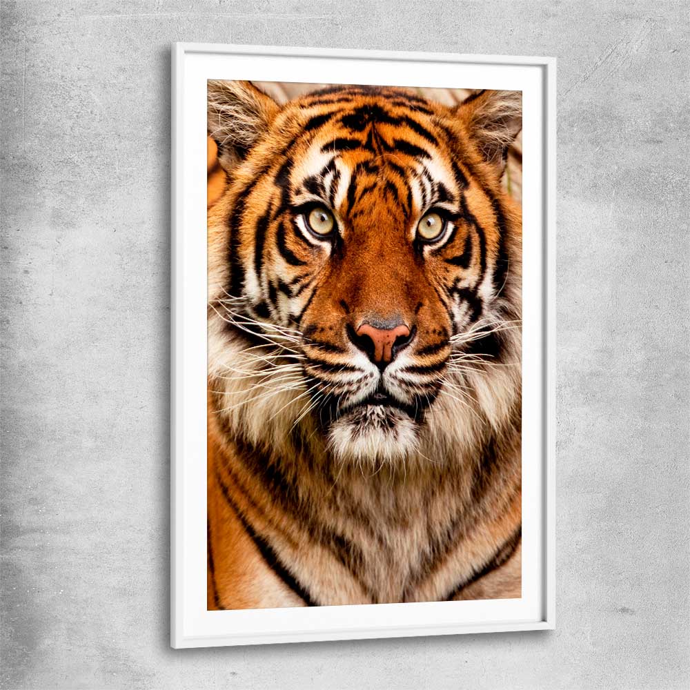 Animal wall art and canvas prints of Tiger Silent Power with white glass front frame