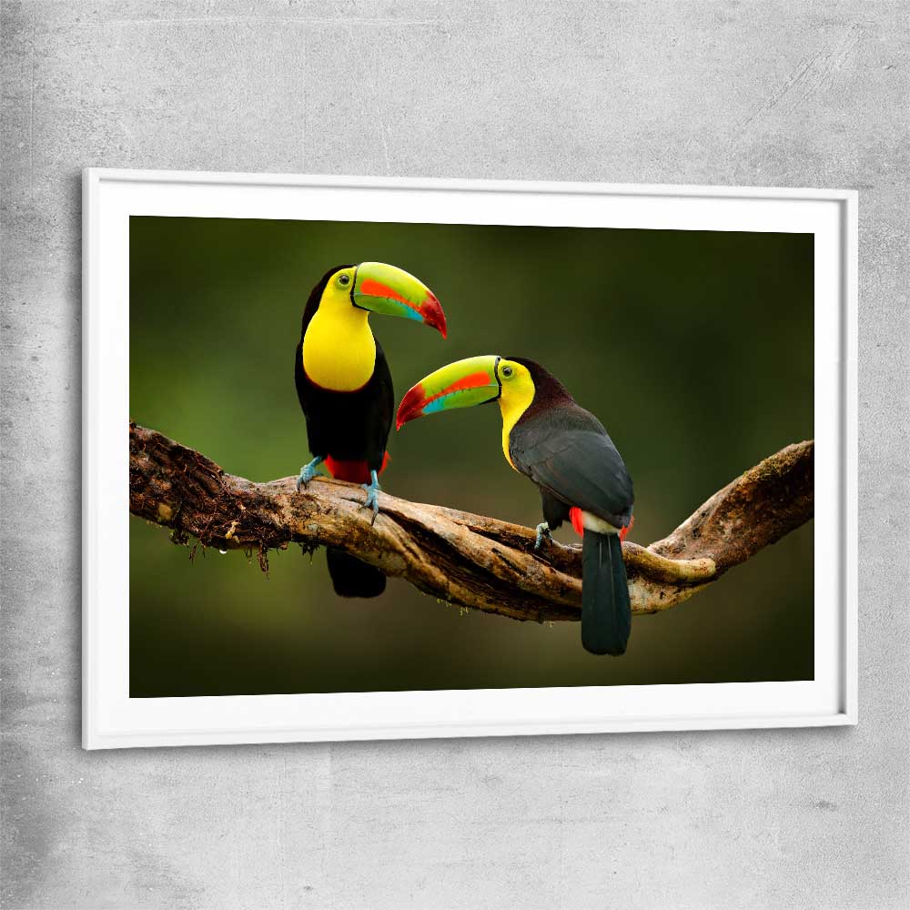 Animal wall art and canvas prints of Tropical Toucan Pair with white glass front frame