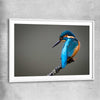 Animal wall art and canvas prints of Wild Kingfisher with white glass front frame