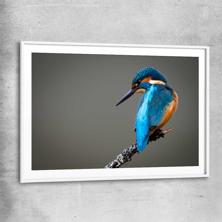 Animal wall art and canvas prints of Wild Kingfisher with white glass front frame