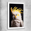 Animal wall art and canvas prints of Yellow Cockatoo Two with white glass front frame