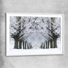 Floral print of Winter Tree Avenue with white glass front frame