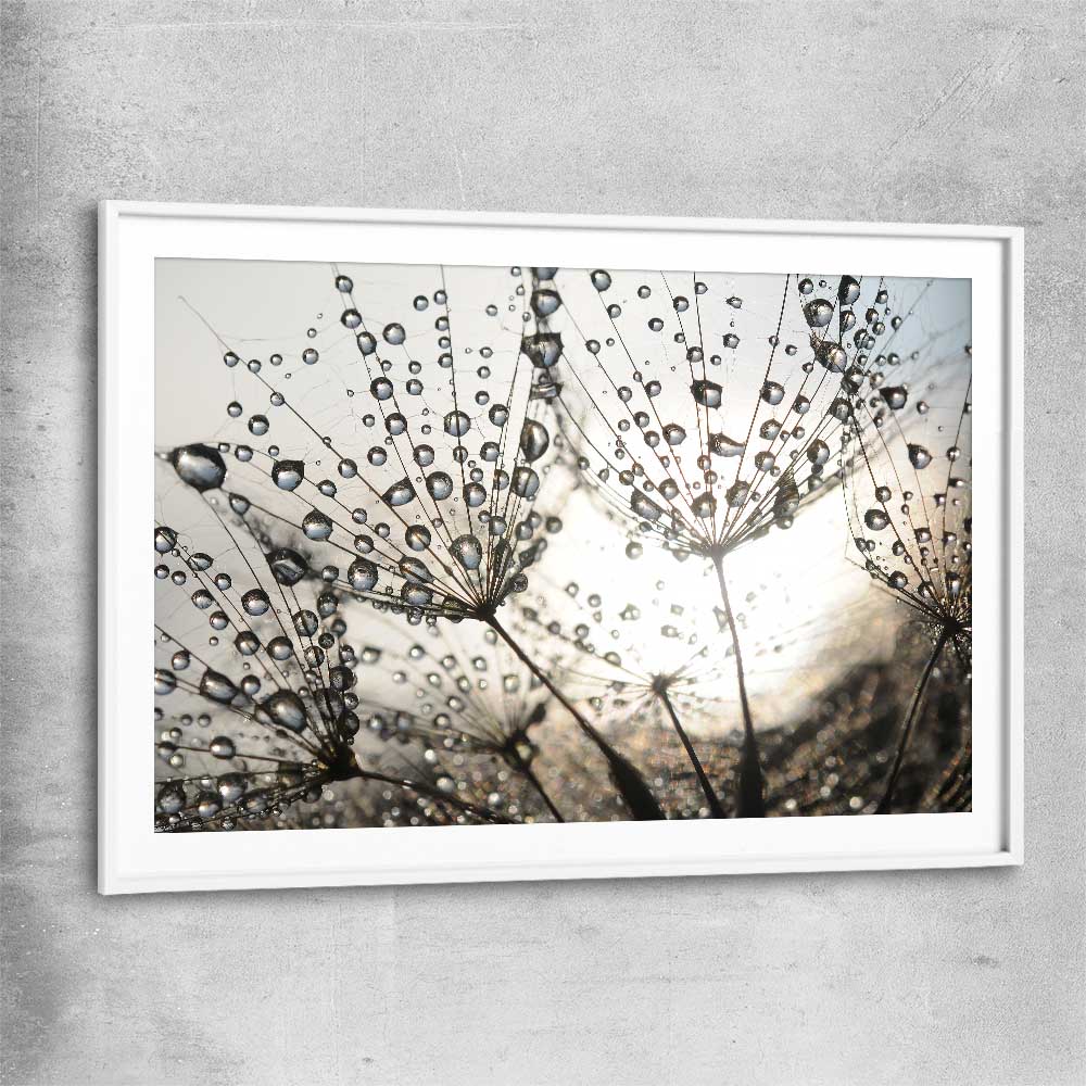 Floral print of Dandelion Seed Sunrise with white glass front frame