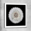 Inspirational wall art print of Isolated Dandelion with white glass front frame