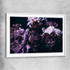 Floral print of Violet Peonies with white glass front frame