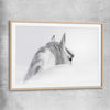 Animal wall art and canvas prints of Andalusian Horse with raw oak glass front frame