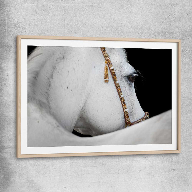Animal wall art and canvas prints of Arabian Horse with raw oak glass front frame