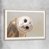 Animal wall art and canvas prints of Barn Owl Gaze with raw oak glass front frame