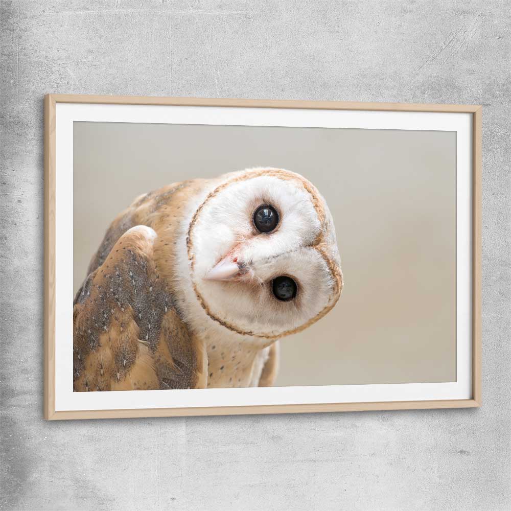 Animal wall art and canvas prints of Barn Owl Gaze with raw oak glass front frame