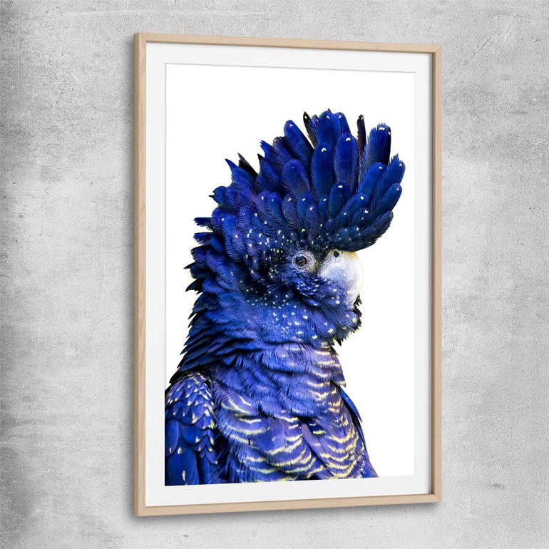 Animal wall art and canvas prints of Black Cockatoo Two with raw oak glass front frame