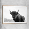 Animal wall art and canvas prints of Buffalo Gaze with raw oak glass front frame
