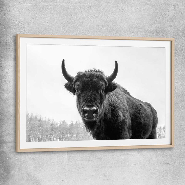 Animal wall art and canvas prints of Buffalo Gaze with raw oak glass front frame