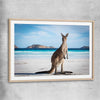 Animal wall art and canvas prints of Coastal Kangaroo Gaze with raw oak glass front frame