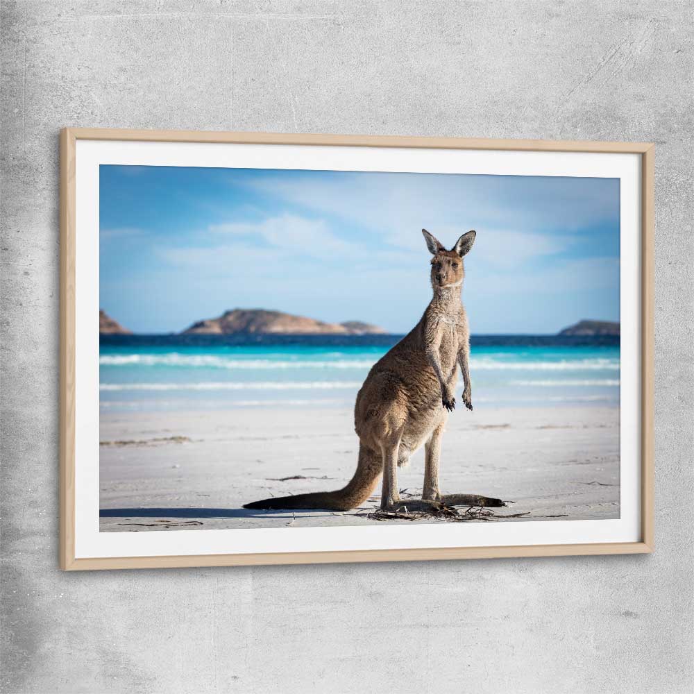 Animal wall art and canvas prints of Coastal Kangaroo Gaze with raw oak glass front frame