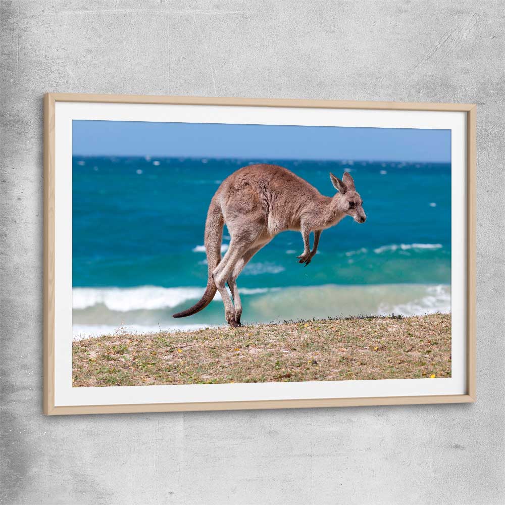 Animal wall art and canvas prints of Coastal Kangaroo Leap with raw oak glass front frame