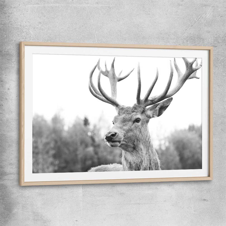 Animal wall art and canvas prints of Deer Focus with raw oak glass front frame