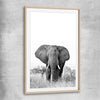 Animal wall art and canvas prints of Elephant Gaze with raw oak glass front frame