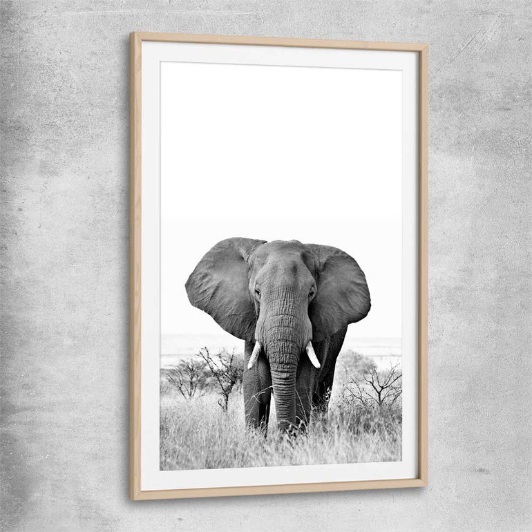 Animal wall art and canvas prints of Elephant Gaze with raw oak glass front frame
