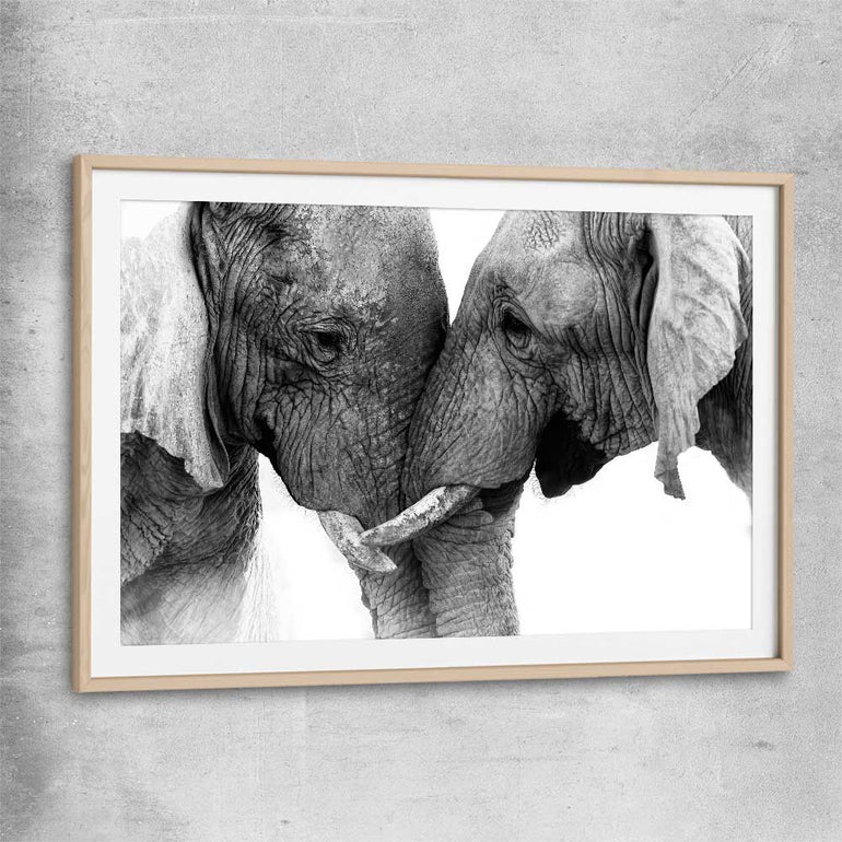 Animal wall art and canvas prints of Elephant Love with raw oak glass front frame