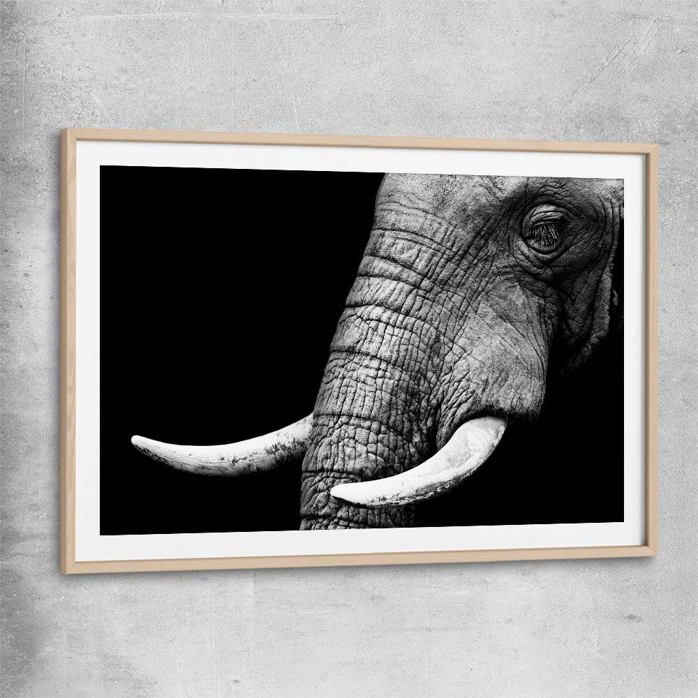 Animal wall art and canvas prints of Elephant Majesty with raw oak glass front frame